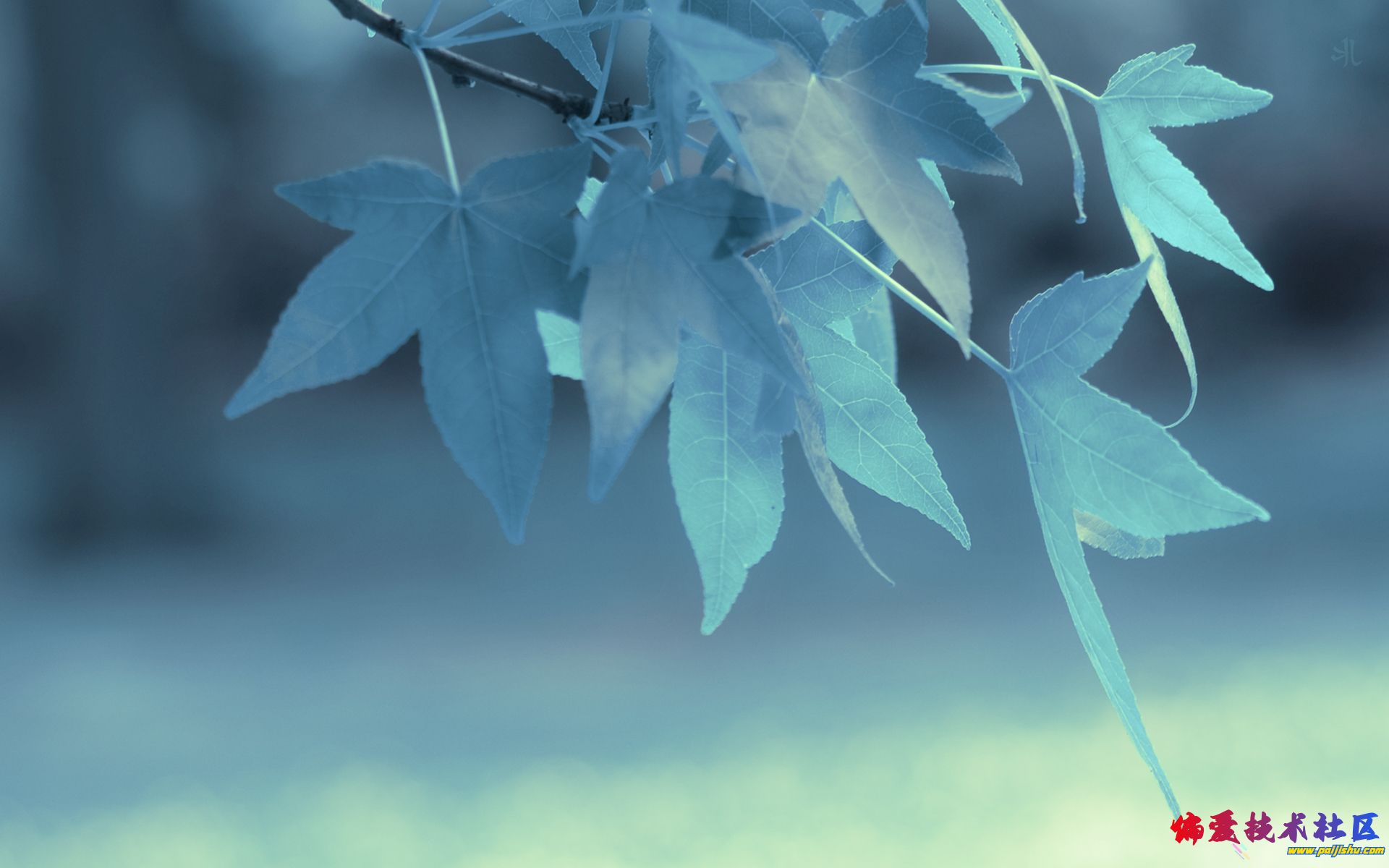 Art Nouveau 【1920×1080】 (5).jpg